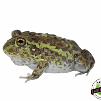 Giant Pixie Frog Juvenile