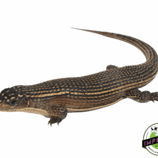 Giant Plated Lizard