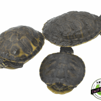 Pond Turtles (4”+)