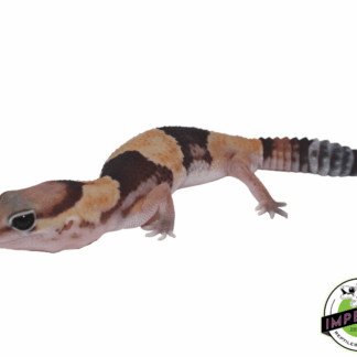Banded ph Amel Zulu African Fat Tail Gecko