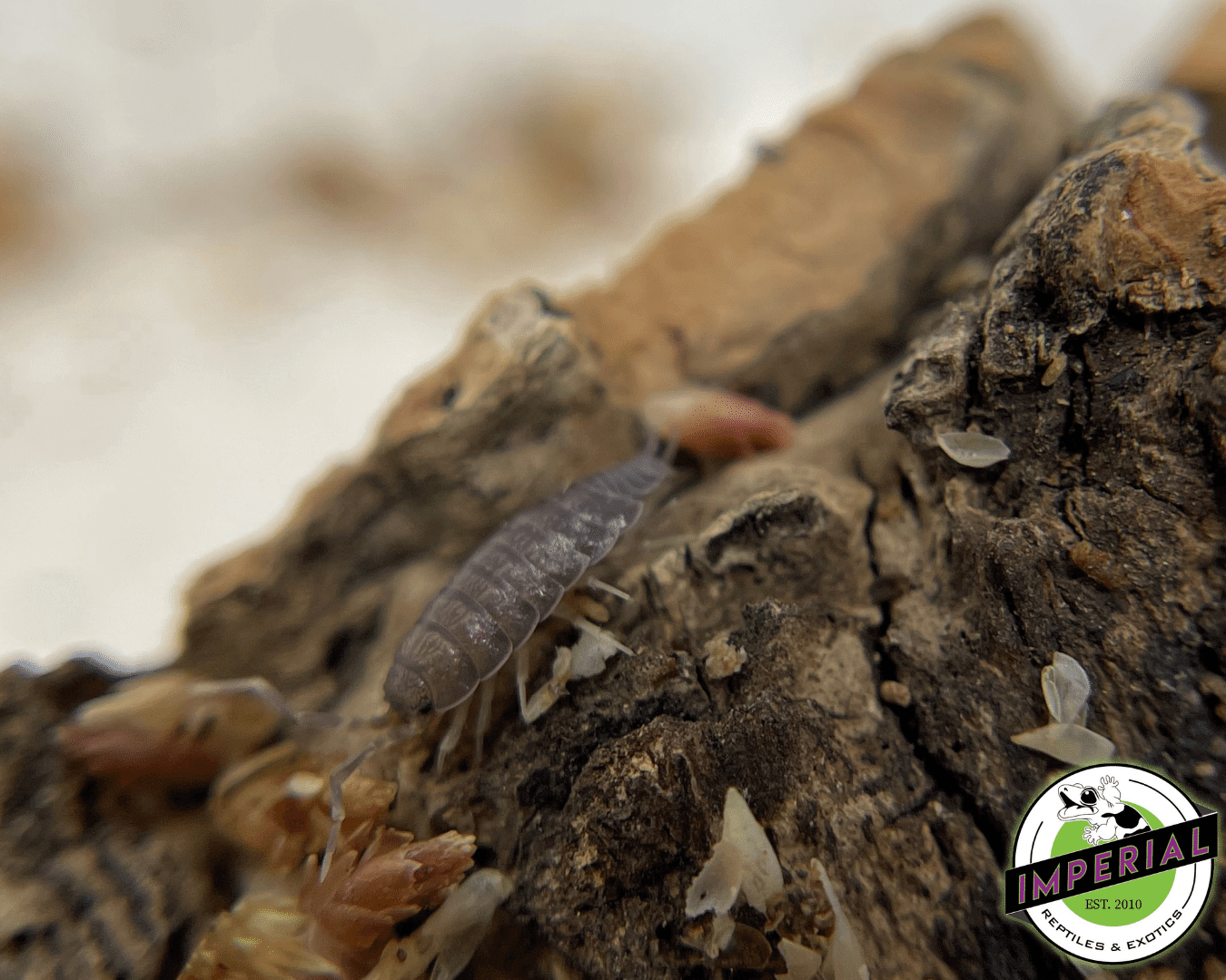 Porcellionides pruinosus "Powder Blue" Isopods (10 ct.) - Image 2