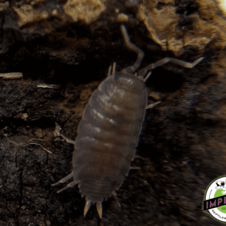 Porcellionides pruinosus "Powder Blue" Isopods (10 ct.)