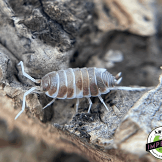 Powder Orange Dream Isopods