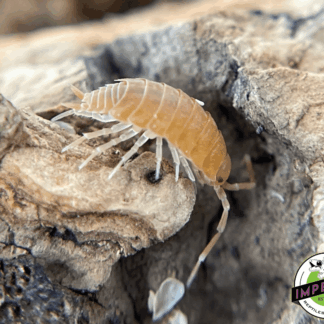 Porcellionides pruinosus "Powder Orange" Isopods (10ct.)