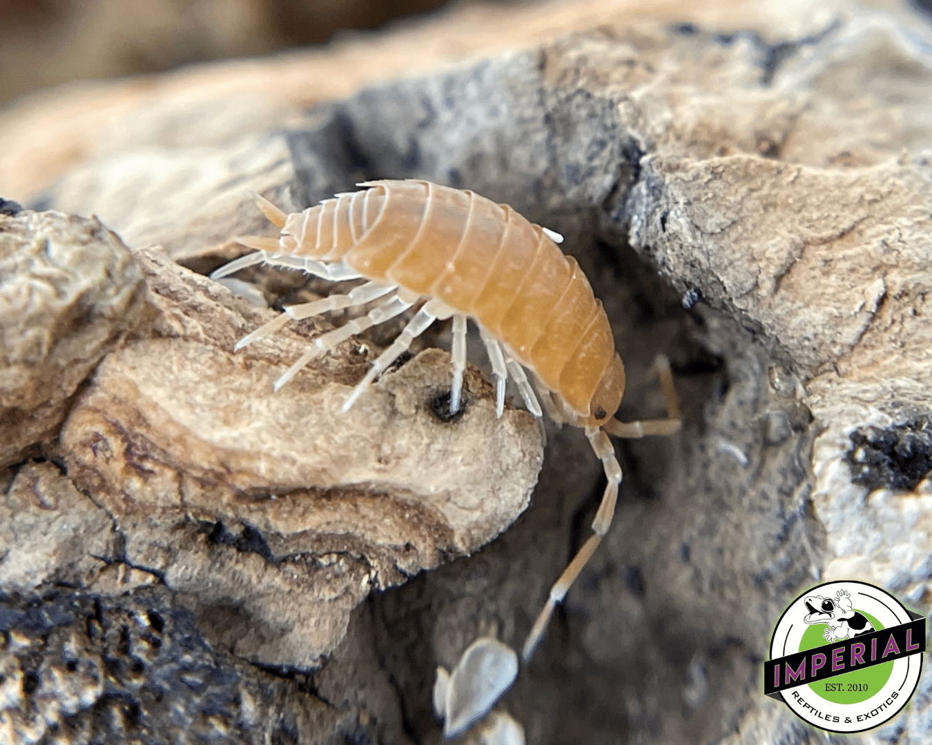 Porcellionides pruinosus "Powder Orange" Isopods (10ct.)