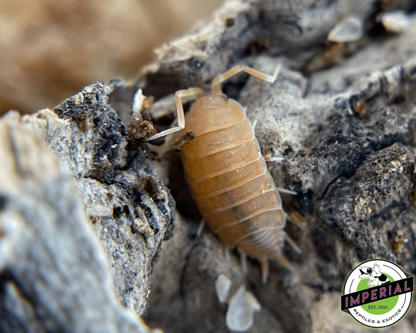 Porcellionides pruinosus "Powder Orange" Isopods (10ct.) - Image 2