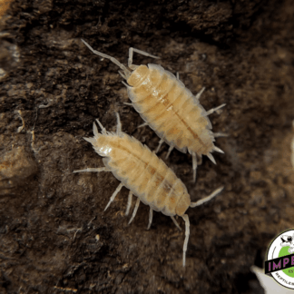 Porcellionides priunosus "Powder Whiteout" Isopods