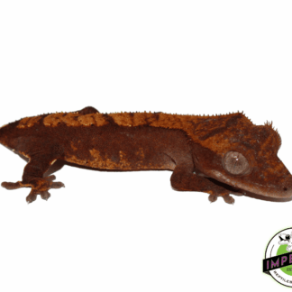 High End Crested Gecko Baby