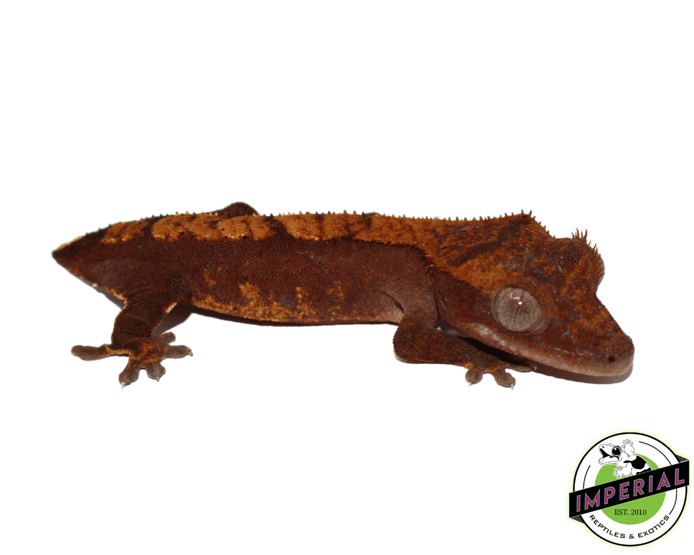 High End Crested Gecko Baby