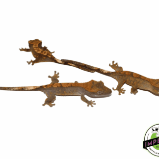 Premium Crested Gecko Baby