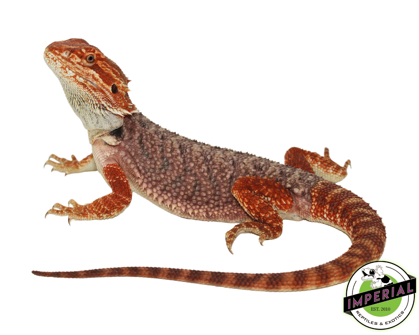 Premium Red Bearded Dragon Young Adult