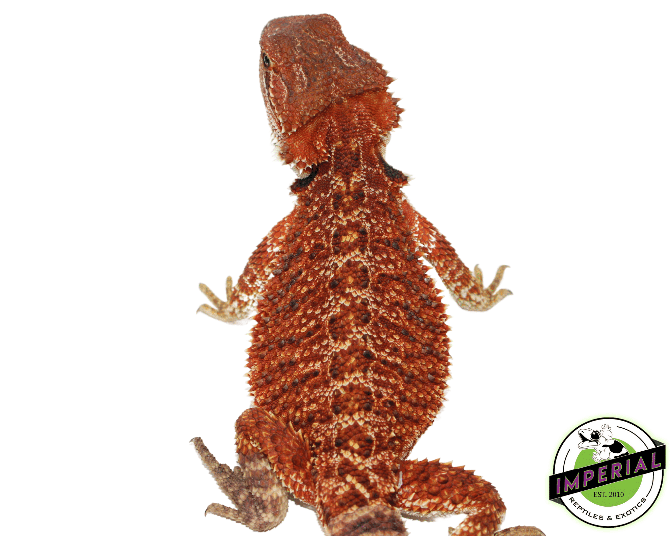 Premium Red Bearded Dragon Young Adult - Image 2
