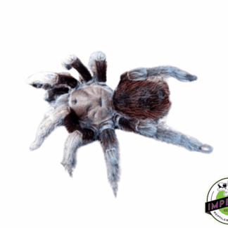 Aphonopelma sp. "Puebla" Tarantula