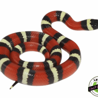 Pueblan Milk Snake Baby