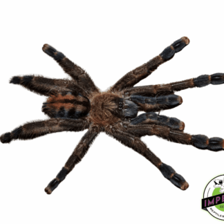 Puerto Rican Pink Toe Tarantula (Caribena laeta)