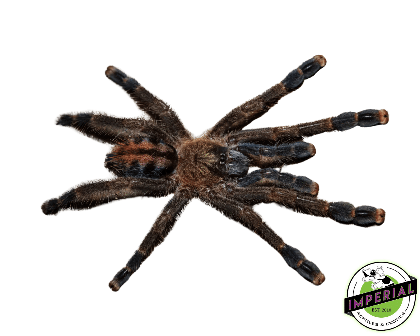 Puerto Rican Pink Toe Tarantula (Caribena laeta)