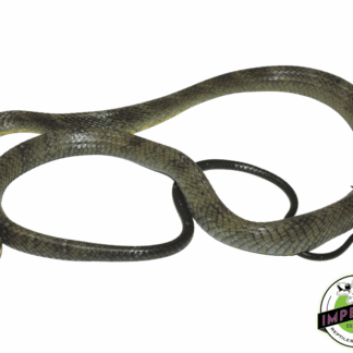 Yellow Puffing Snake