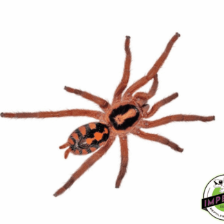 True Pumpkin Patch Tarantula (Hapalopus formosus)