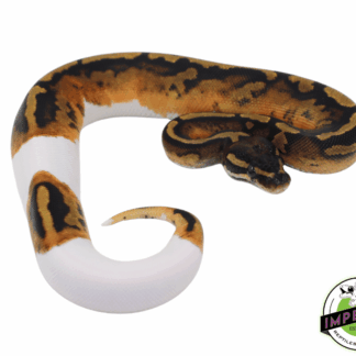 Pumpkin Pied Ball Python