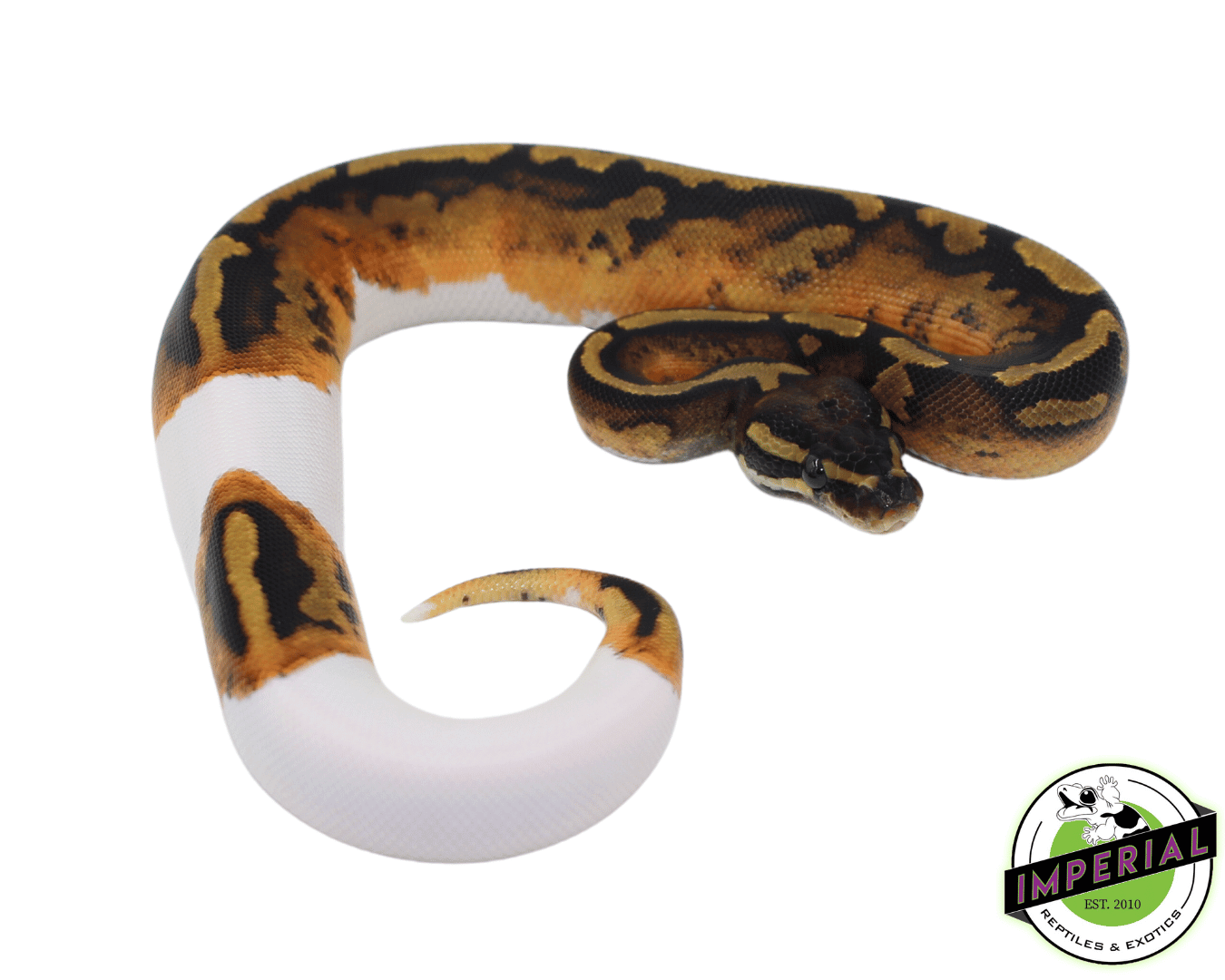 Pumpkin Pied Ball Python