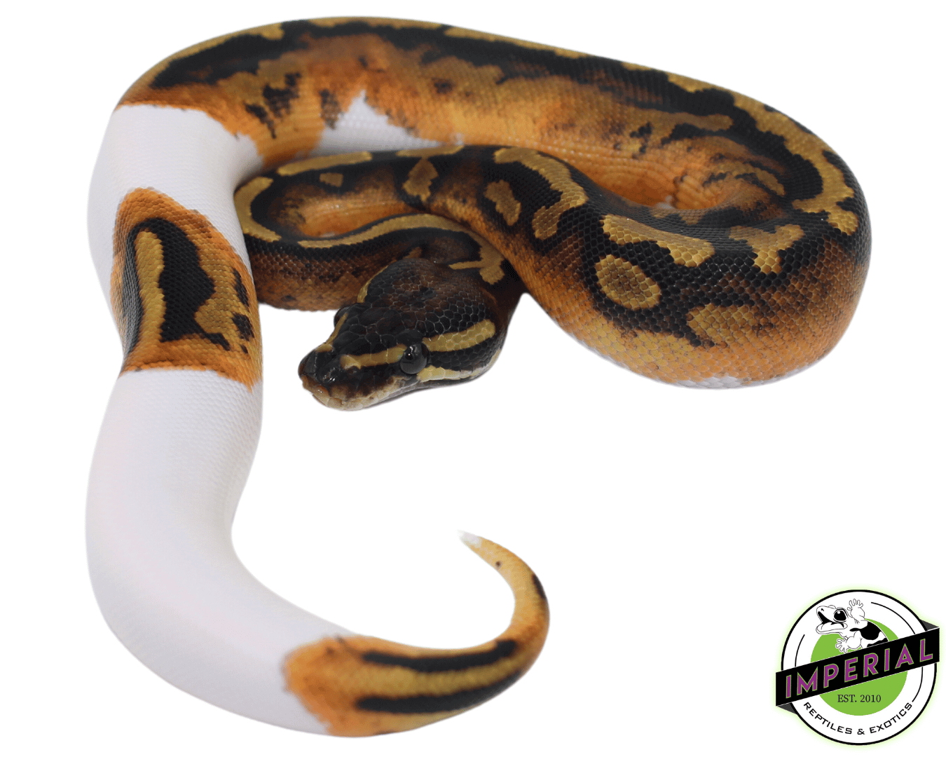 Pumpkin Pied Ball Python - Image 2