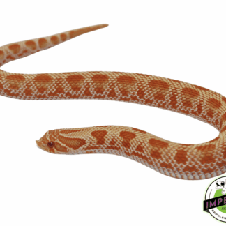 Albino Conda Western Hognose Baby