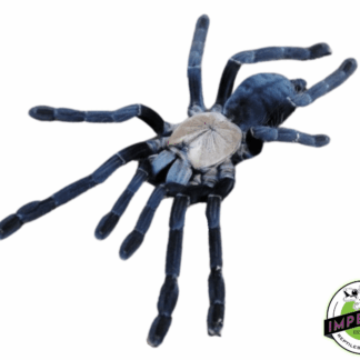 Purple Earth Tiger Tarantula