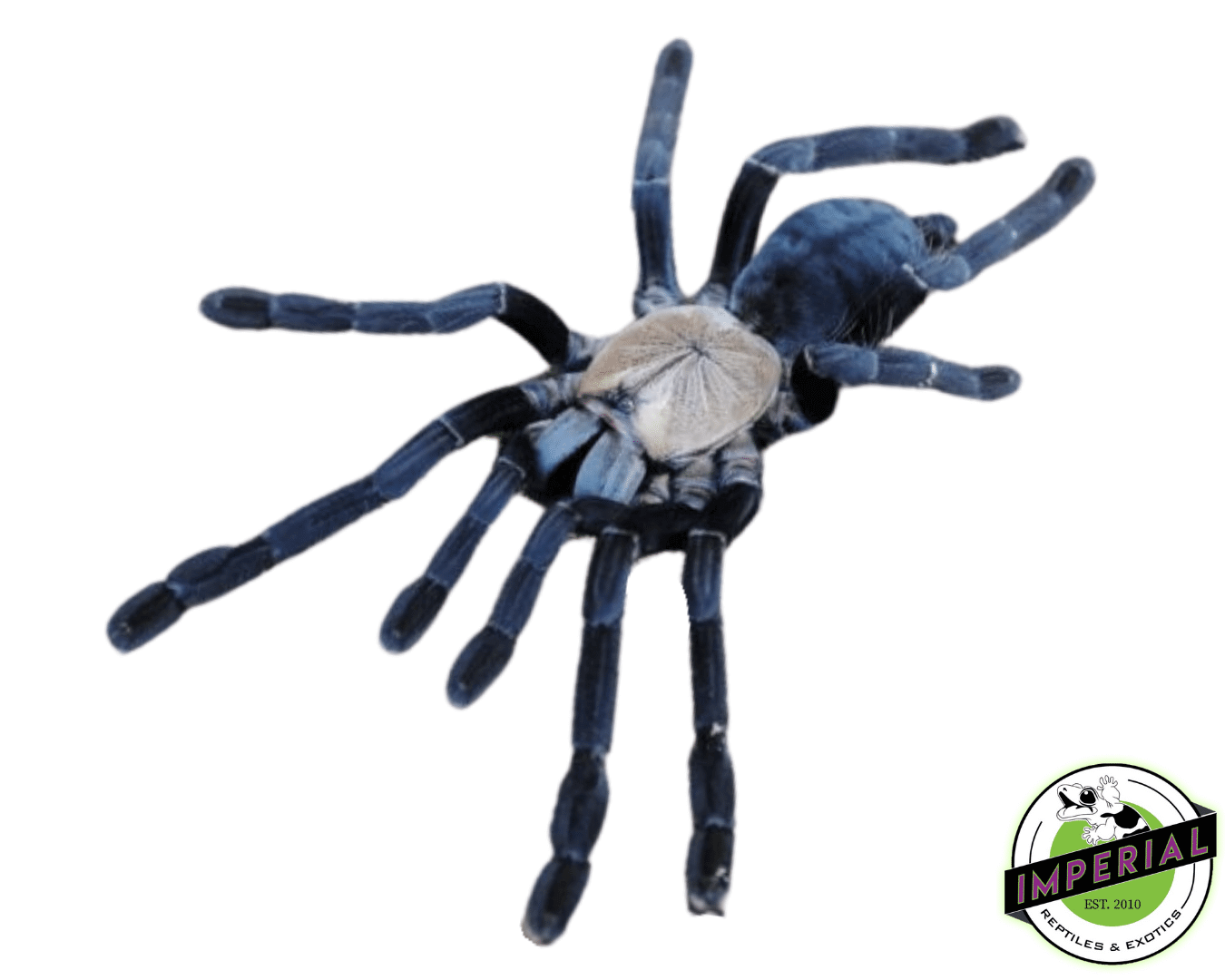 Purple Earth Tiger Tarantula