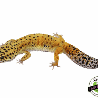Purple Head Leopard Gecko Adult