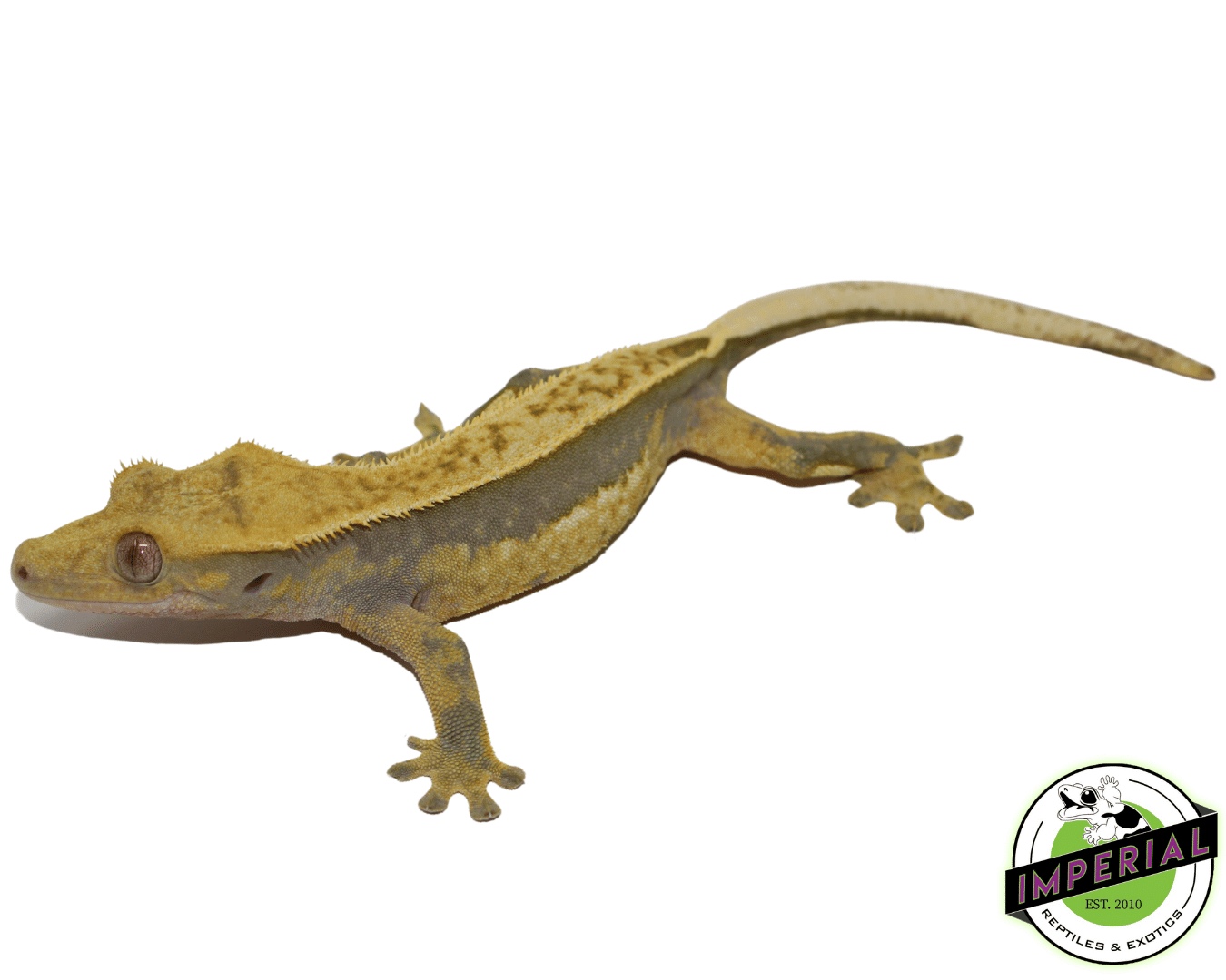 Quad Stripe Crested Gecko Adult Female - Image 2