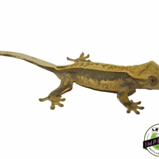 Quad Stripe Crested Gecko Adult Female