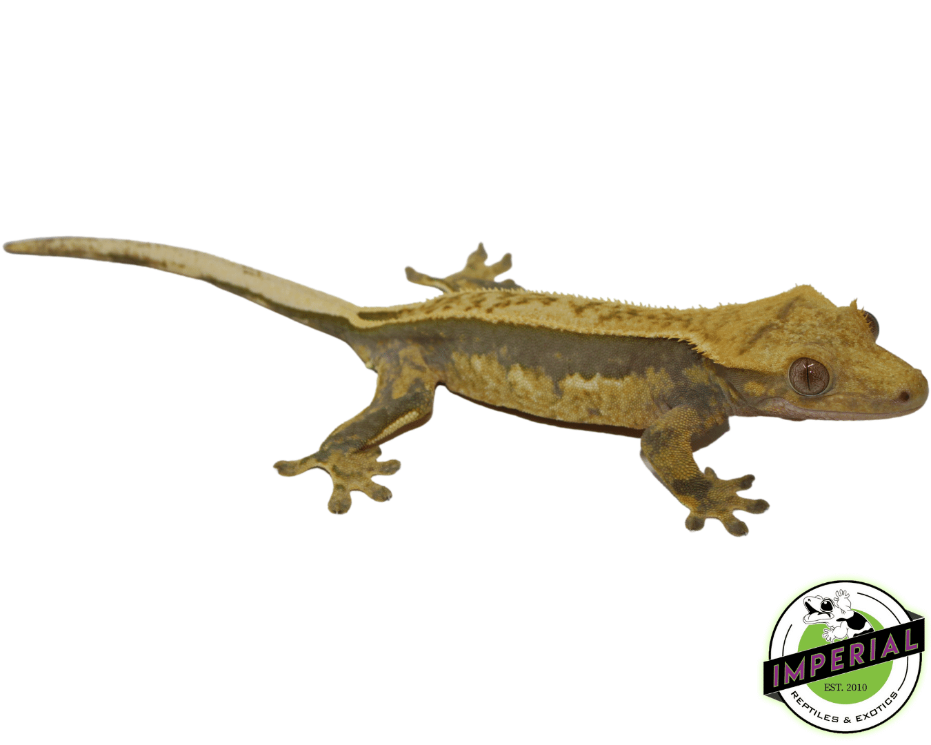 Quad Stripe Crested Gecko Adult Female