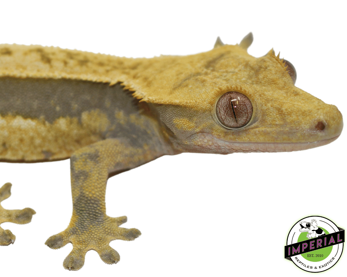 Quad Stripe Crested Gecko Adult Female - Image 3