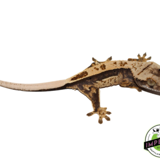 Quadstripe Crested Gecko (#4523-03)