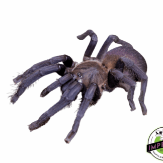 Quezon Blue Earth Tiger Adult