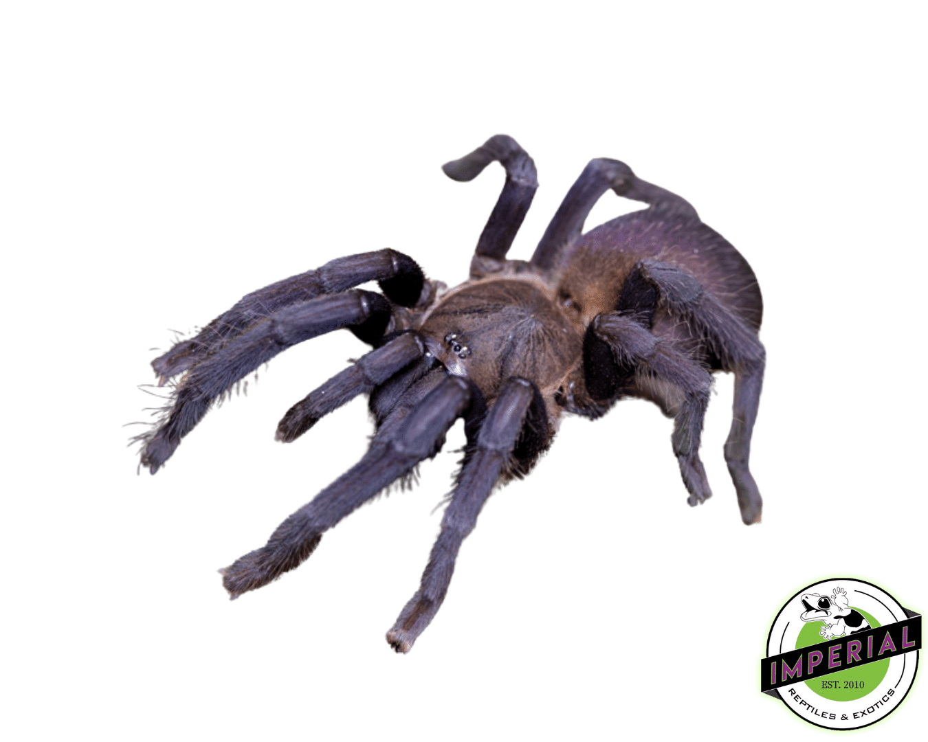 Quezon Blue Earth Tiger Adult