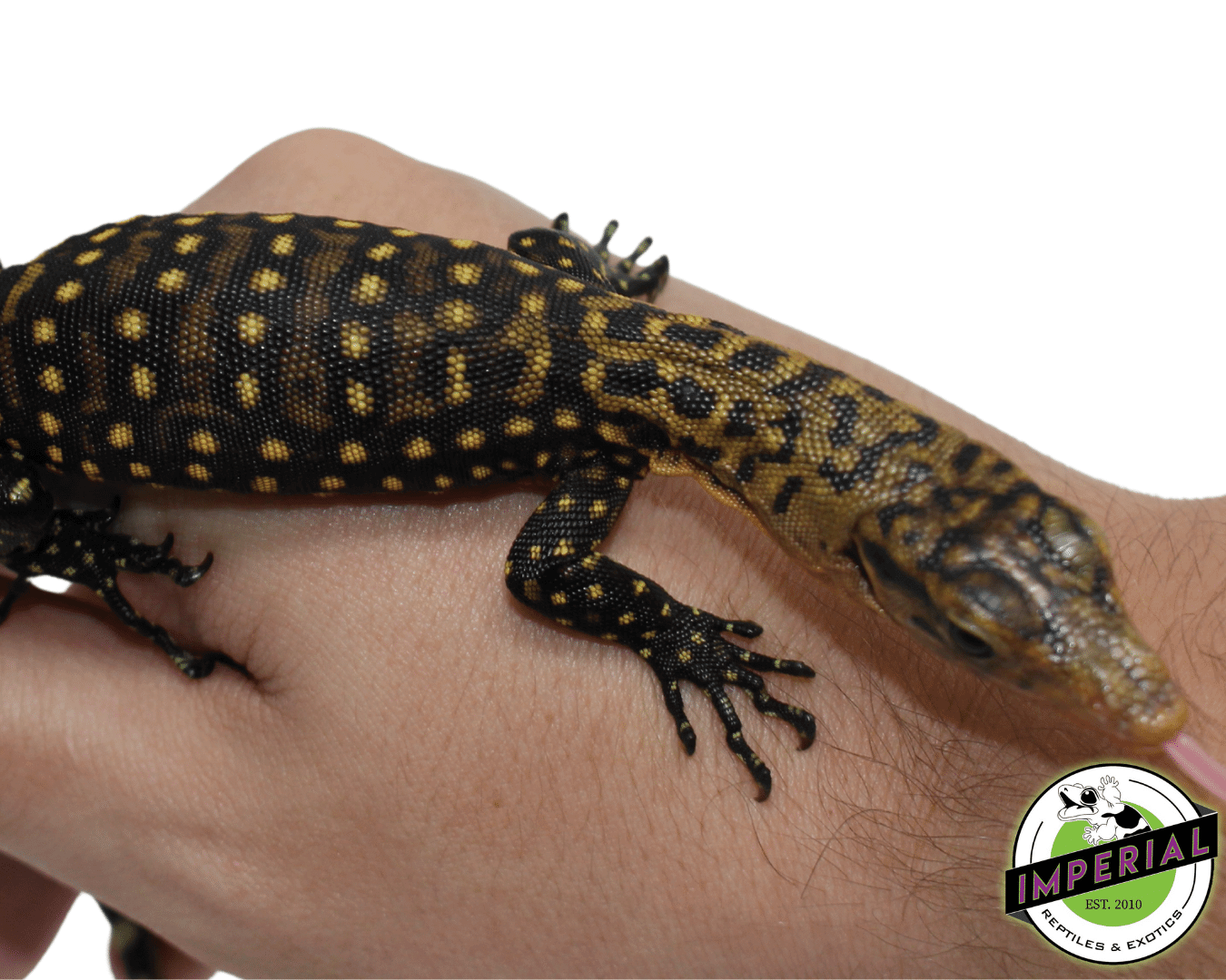 Quince Monitor Baby - Image 3