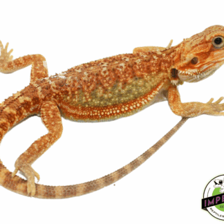 "Rainbow" Hypo Bearded Dragon Baby