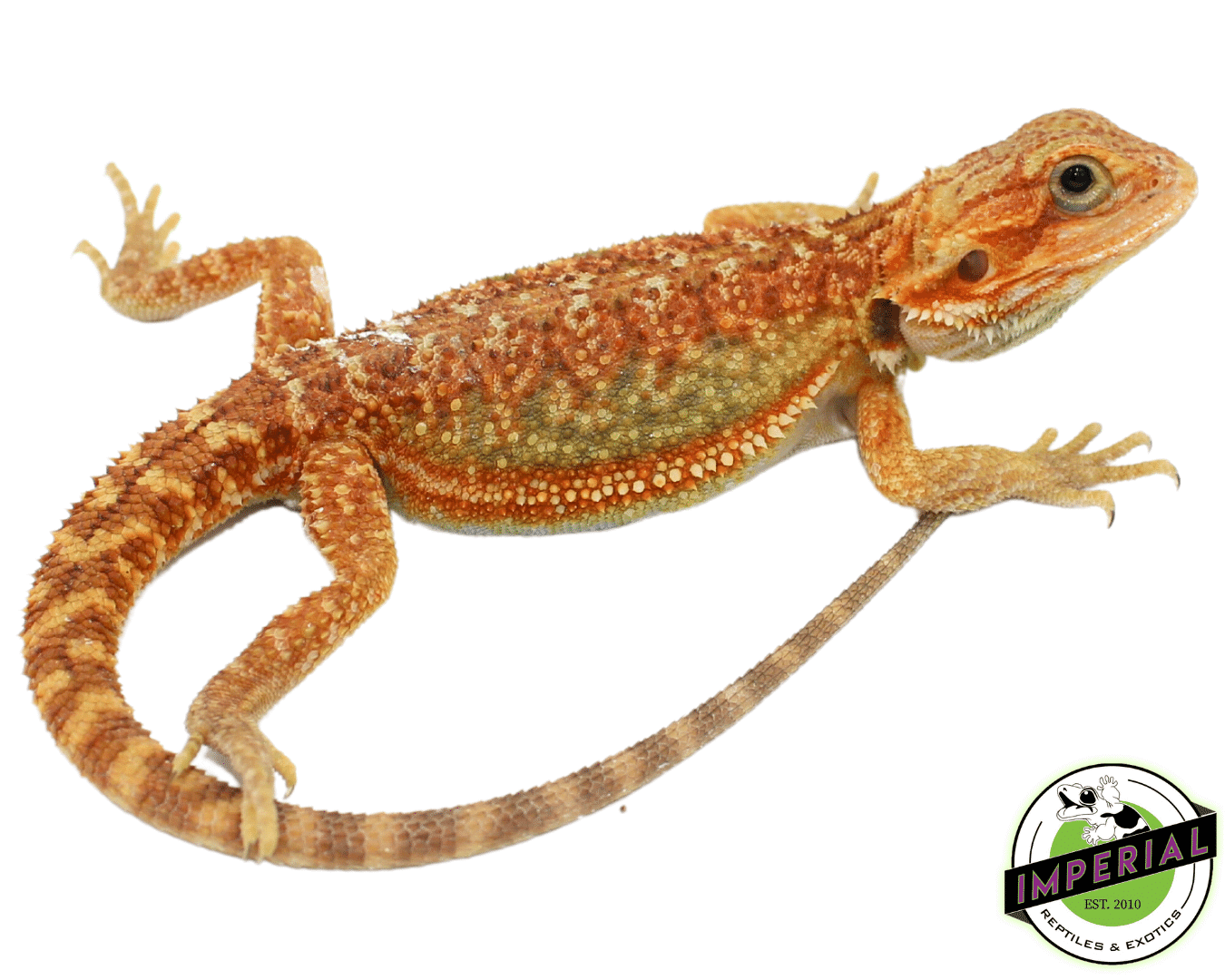 "Rainbow" Hypo Bearded Dragon Baby