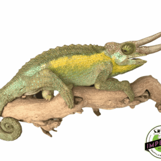 "Rainbow" Jackson's Chameleon