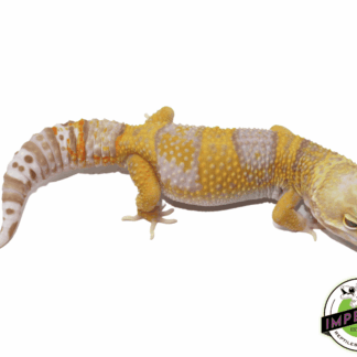 Rainwater Albino Leopard Gecko Adult