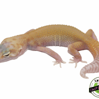 RAPTOR Leopard Gecko Baby