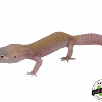 Raptor (SOLID RED EYES) Leopard Gecko Adult