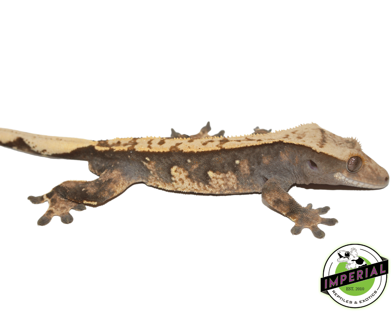 Premium Crested Gecko Adult Male - Image 3