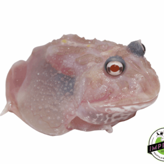 Mutant Pacman Frog "Raw Chicken"