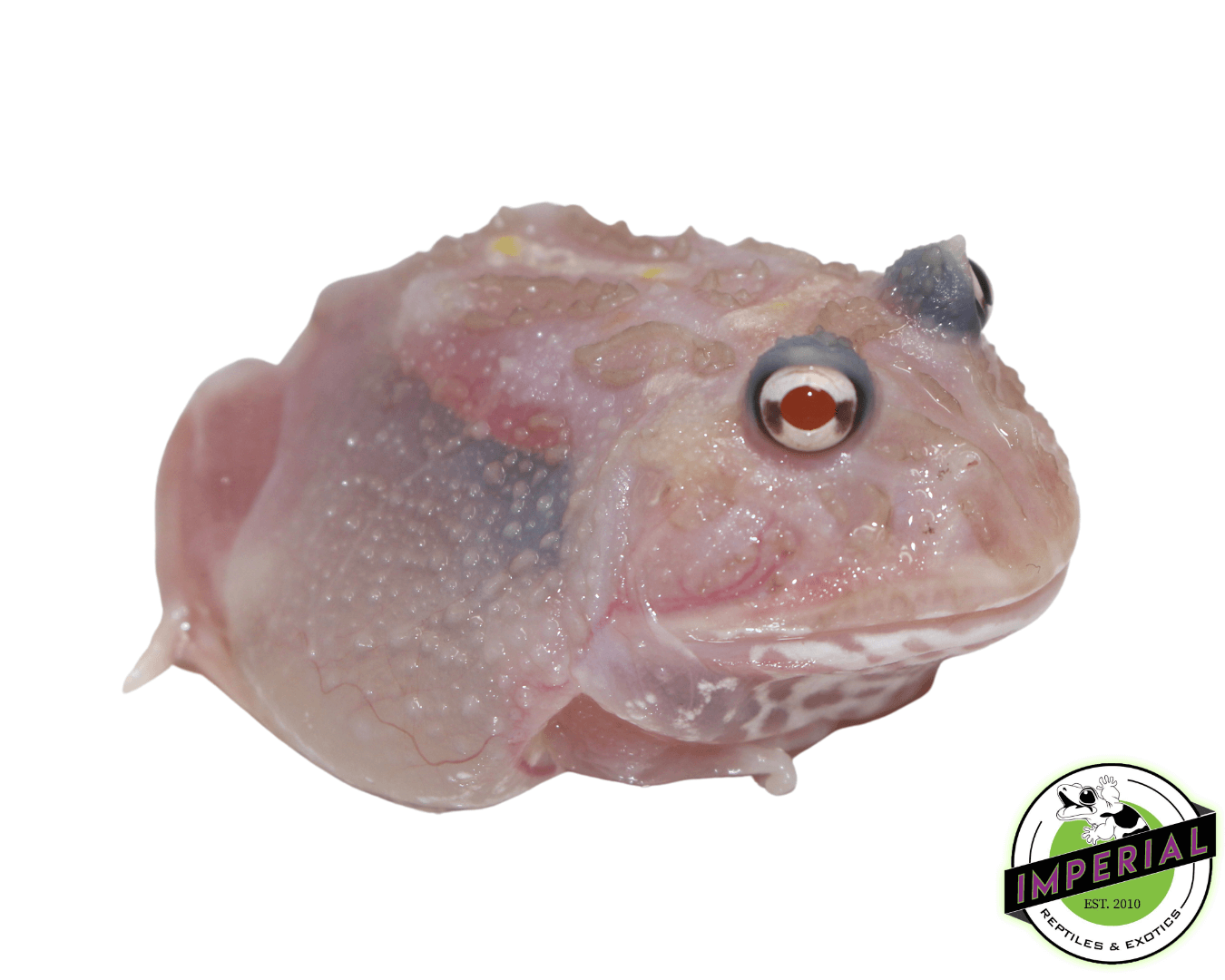 Mutant Pacman Frog "Raw Chicken"
