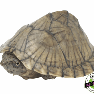 Razorback Musk Turtle Baby