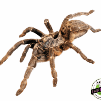 Rear-Horned Baboon Tarantula Female