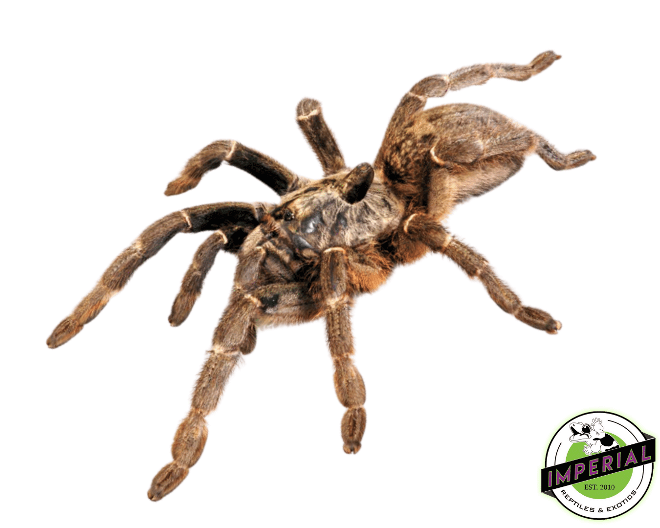 Rear-Horned Baboon Tarantula Female