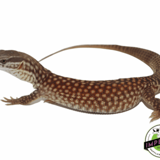 Red Ackie Monitor Baby